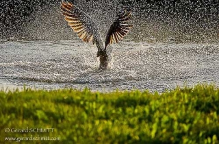 R12-Balbuzard pêcheur(Pandion haliaetus-Western Osprey)