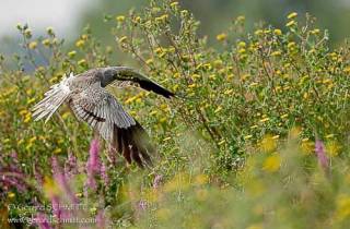 R14-Busard cendré(Circus pygargus-Montagu's Harrier)