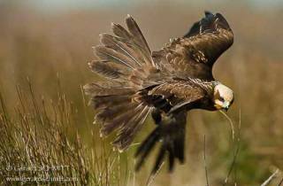 R15-Busard des roseaux(Circus aeruginosus-Western Marsh Harrier)