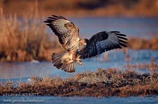 R16-Buse variable(Buteo buteo-Common Buzzard)