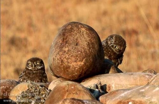 R17-Chevêche d'Athéna(Athene noctua-Little Owl)