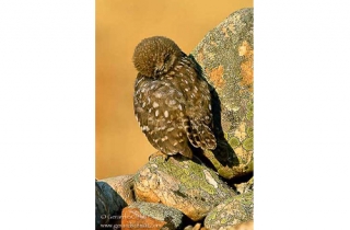 R18-Chevêche d'Athèna(Athene noctua-Little Owl)