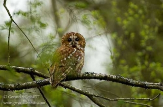 R20-Chouette hulotte(Strix aluco-Tawny Owl)