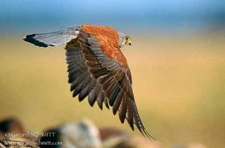 R21-Faucon crécerellette(Falco naumanni)