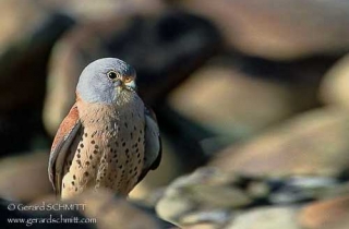 R23-Faucon crécerellette(Falco naumanni)