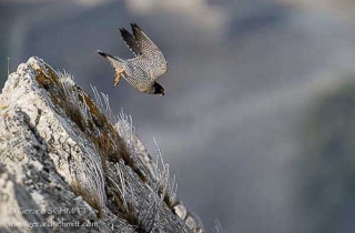 R24-Faucon pélerin(Falco peregrinus-Peregrine 