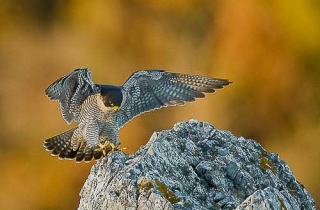 R26-Faucon pélerin(Falco peregrinus-Peregrine 