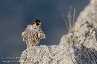 R27-Faucon pélerin(Falco peregrinus-Peregrine 
