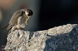 R28-Faucon pélerin(Falco peregrinus-Peregrine 