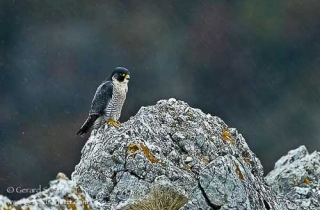 R29-Faucon pélerin(Falco peregrinus-Peregrine 