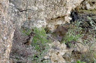 R31-Eurasian Eagle-Owl(Bubo bubo)