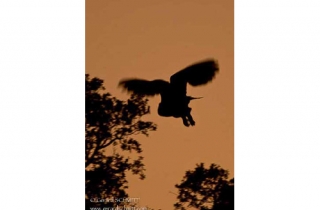 R32-Eurasian Eagle-Owl(Bubo bubo)