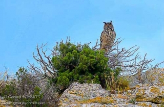 R33-Eurasian Eagle-Owl(Bubo bubo)