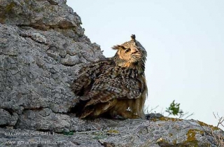 R34-Eurasian Eagle-Owl(Bubo bubo)