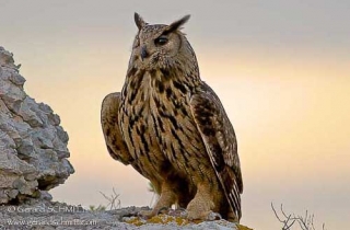 R35-Eurasian Eagle-Owl(Bubo bubo)