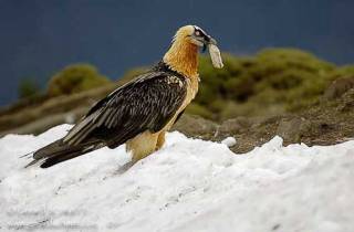 R38-Gypaète barbu(Gypaetus barbatus-Bearded Vulture)