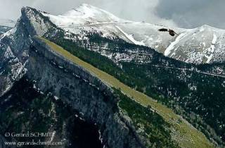 R38-Gypaète barbu(Gypaetus barbatus-Bearded Vulture)