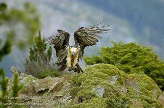 R39-Gypaète barbu(Gypaetus barbatus-Bearded Vulture)