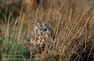 R40-(Asio flammeus-Short-eared Owl)