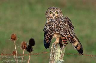 R41-(Asio flammeus-Short-eared Owl)