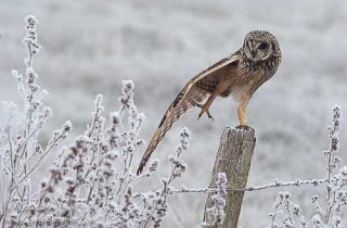 R42-(Asio flammeus-Short-eared Owl)