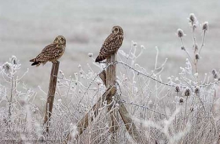 R43-(Asio flammeus-Short-eared Owl)