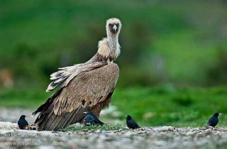 R46-Vautour fauve(Gyps fulvus-Griffon Vulture)