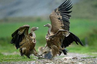 R47-Vautour fauve(Gyps fulvus-Griffon Vulture)