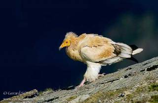 R48-Vautour percnoptère(Neophron percnopterus-Egyptian Vulture)gg