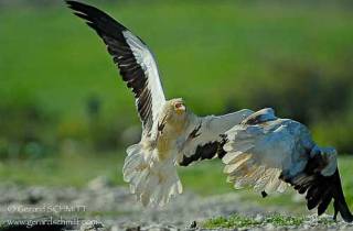 R49-Vautour percnoptère(Neophron percnopterus-Egyptian Vulture)
