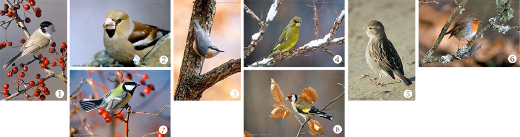 Les oiseaux familiers