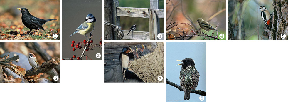 Les oiseaux de jardins