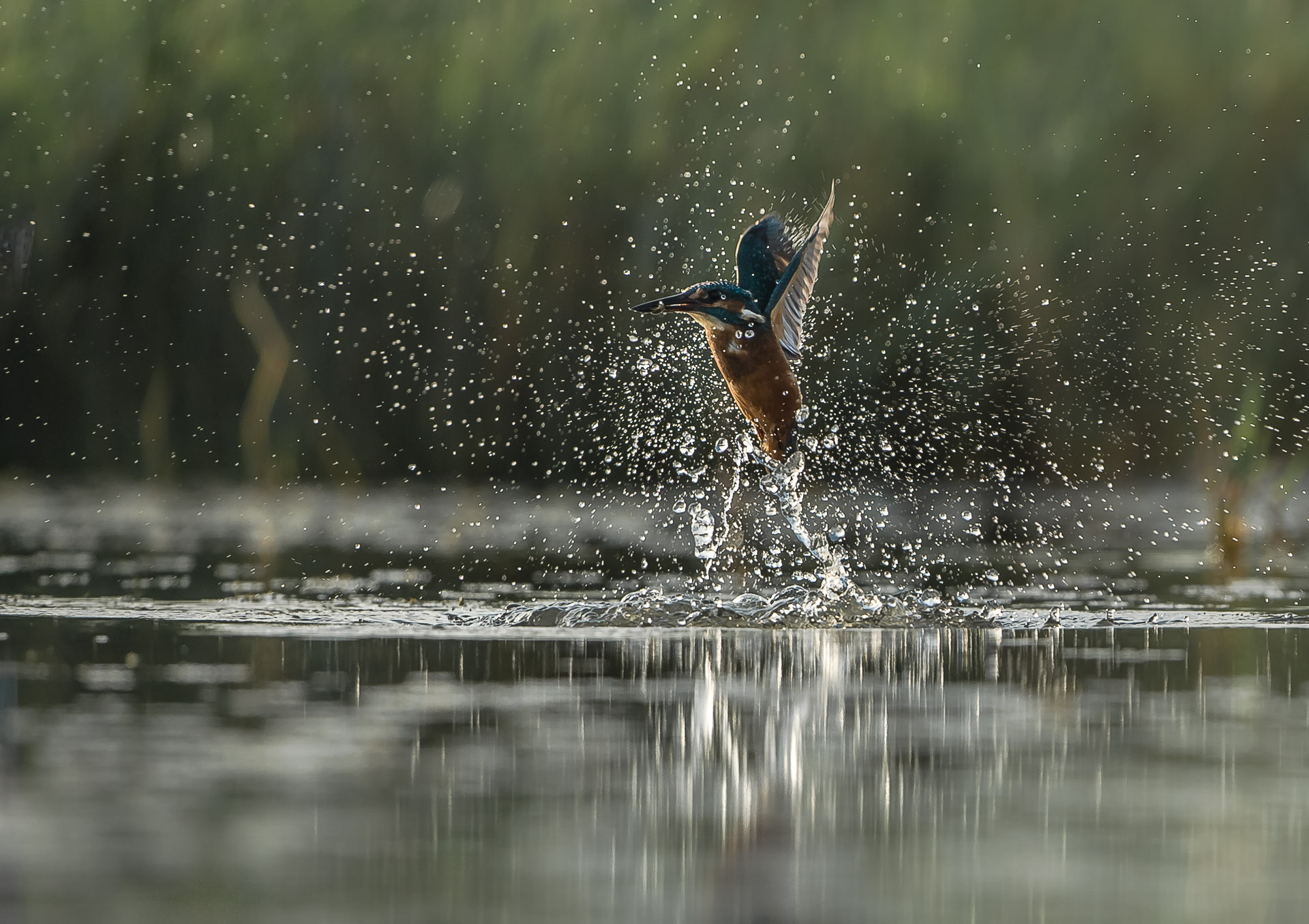 Martin-pêcheur d'Europe(Alcedo atthis - Common Kingfisher )
