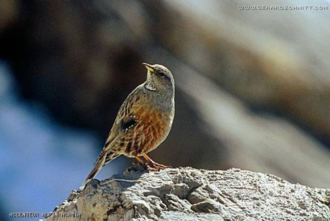 Faune de montagne dans son intimité