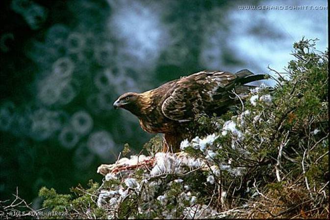 Faune de montagne dans son intimité