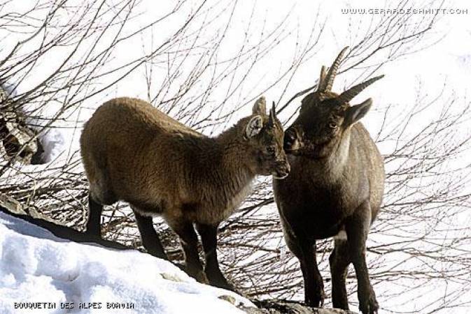 Faune de montagne dans son intimité