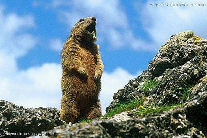 Faune de montagne dans son intimité