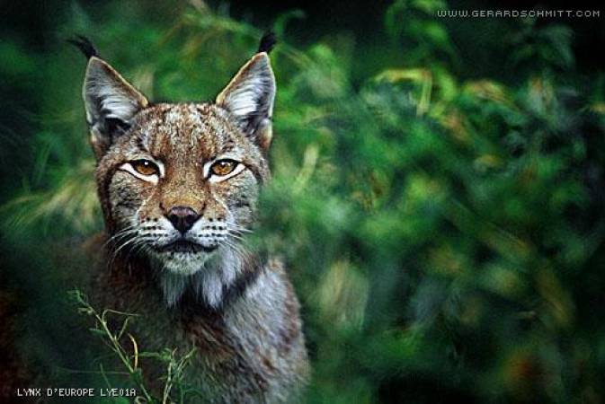 Faune de montagne dans son intimité