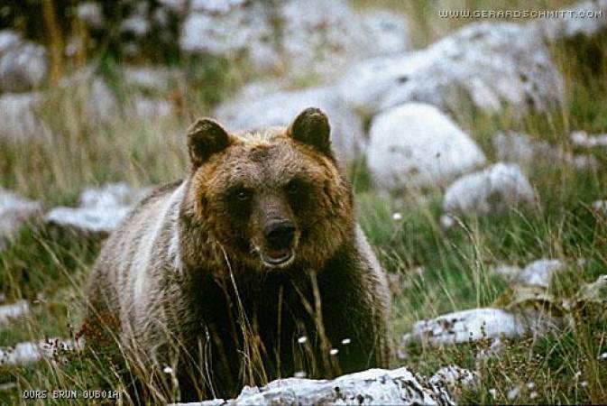 Faune de montagne dans son intimité