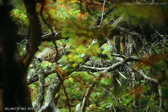 Faune de montagne dans son intimité