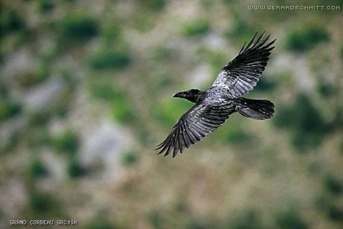 Faune de montagne dans son intimité