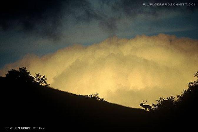 Faune de montagne dans son intimité