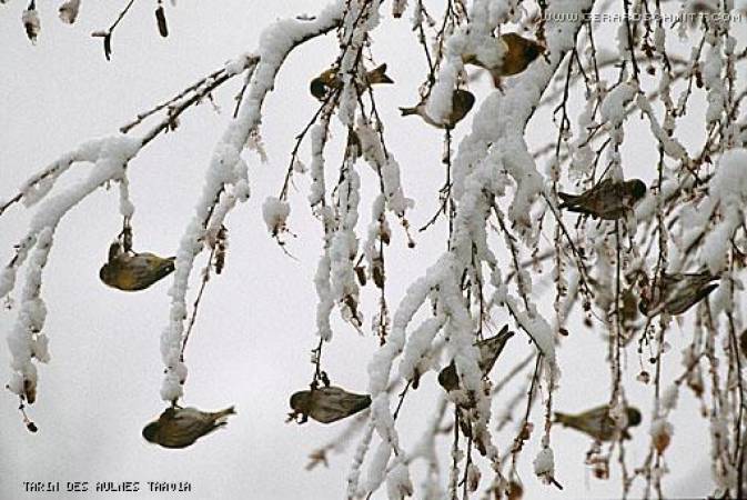 Faune de montagne dans son intimité