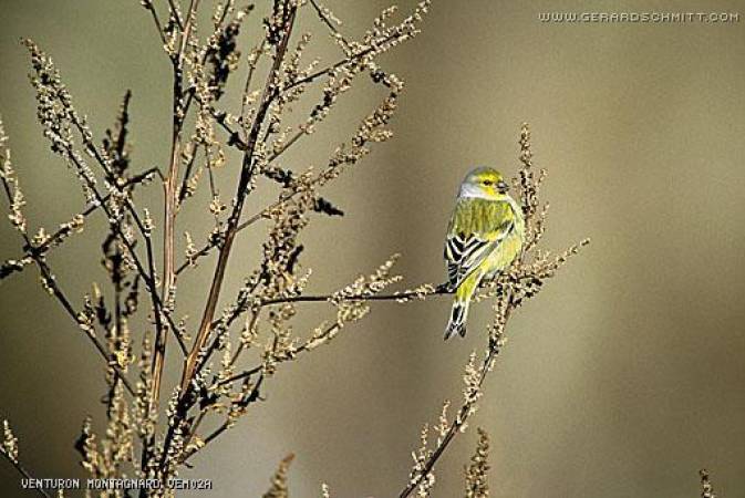 Faune de montagne dans son intimité