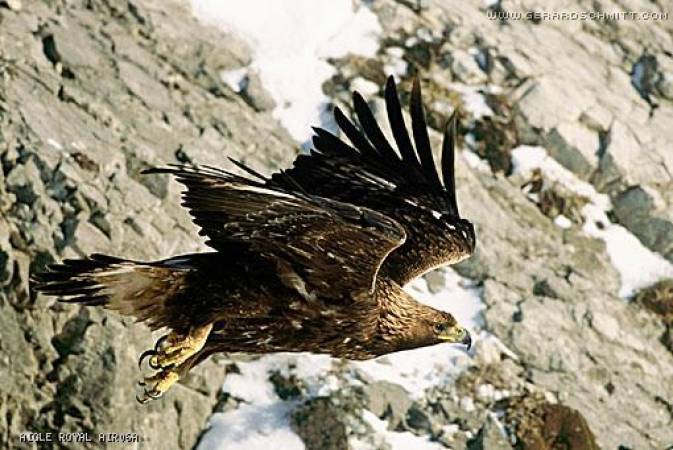 Faune de montagne dans son intimité