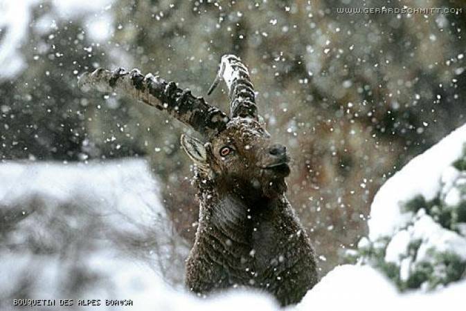 Faune de montagne dans son intimité