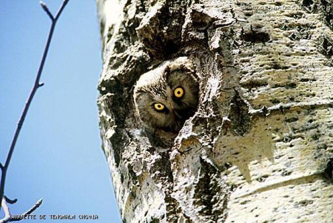 Faune de montagne dans son intimité