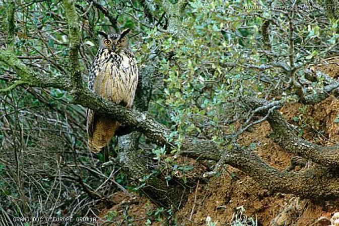 Faune de montagne dans son intimité