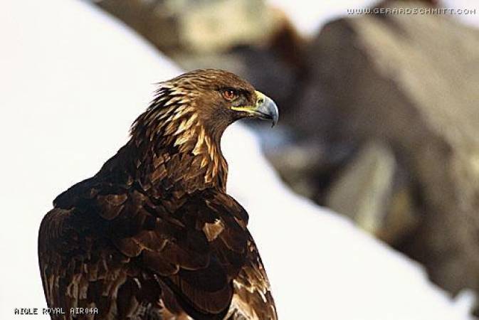 Faune de montagne dans son intimité