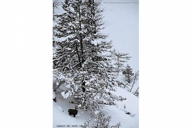 Faune de montagne dans son intimité